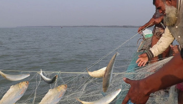 আজ রাতে শেষ হচ্ছে ইলিশ ধরায় নিষেধাজ্ঞা
